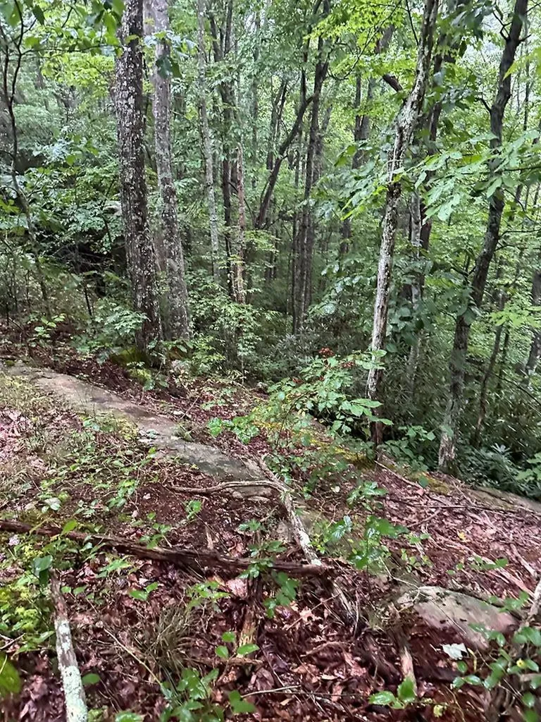 Lot 91 Buckeye Lane Wilder TN 38589