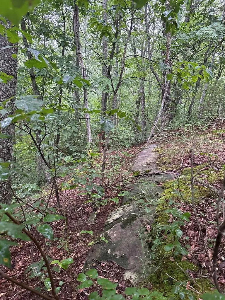 Lot 91 Buckeye Lane Wilder TN 38589