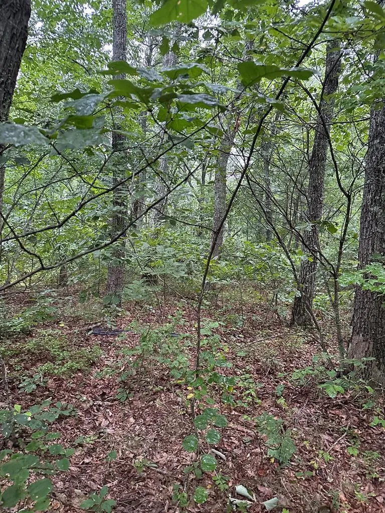 Lot 91 Buckeye Lane Wilder TN 38589