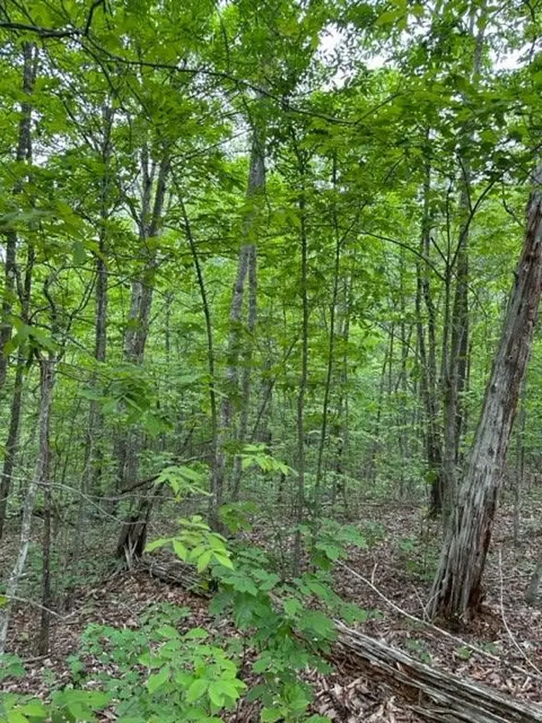 Lot 91 Buckeye Lane Wilder TN 38589