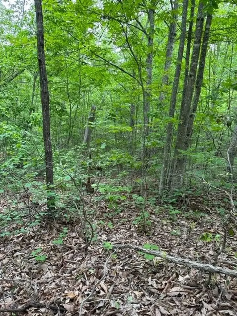 Lot 91 Buckeye Lane Wilder TN 38589