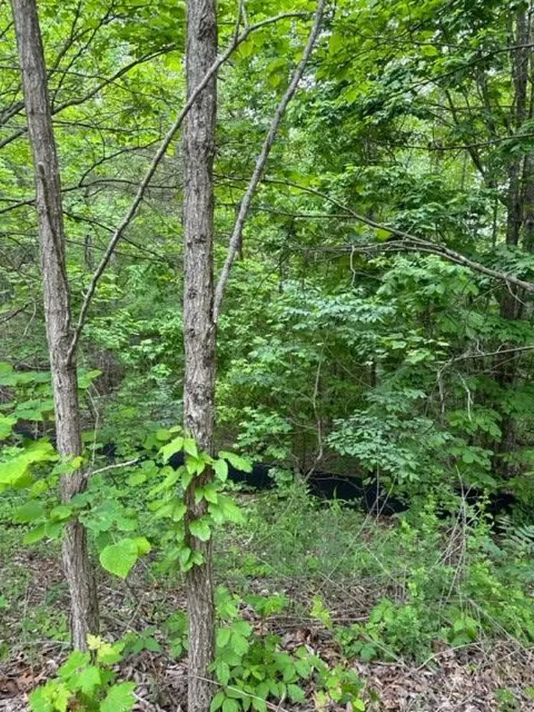 Lot 91 Buckeye Lane Wilder TN 38589
