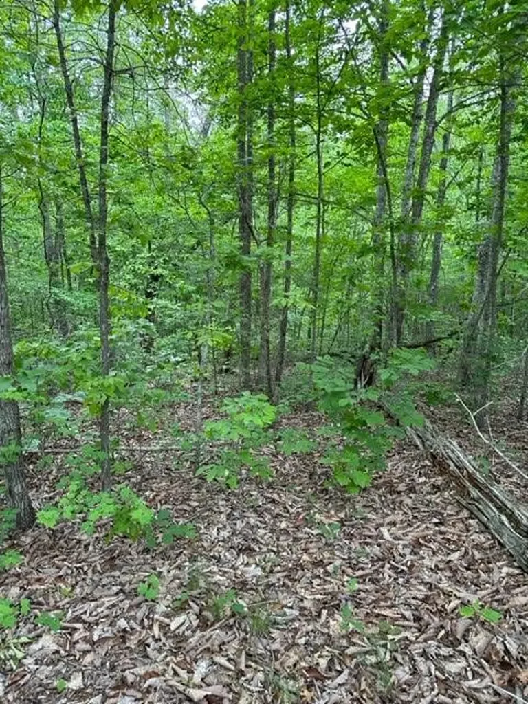 Lot 91 Buckeye Lane Wilder TN 38589