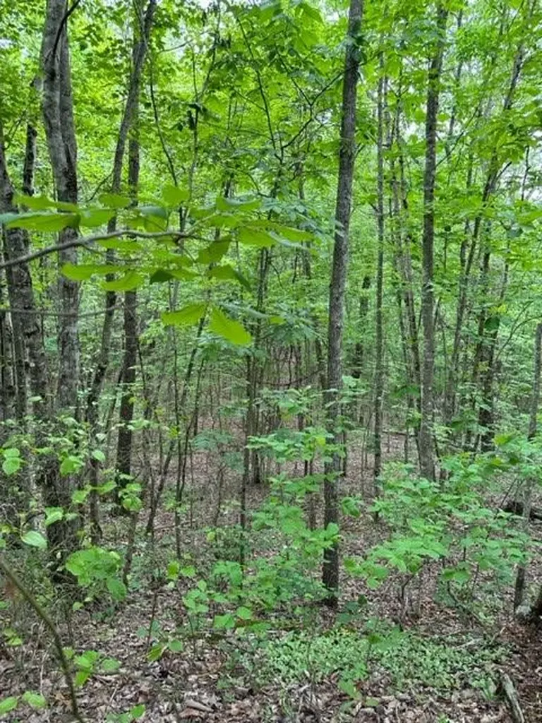 Lot 91 Buckeye Lane Wilder TN 38589