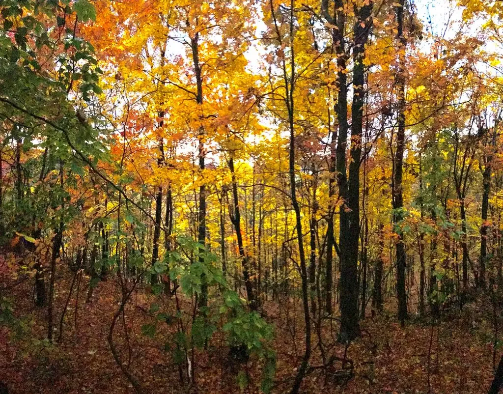 1250 Yellow Flats Spencer TN 38585