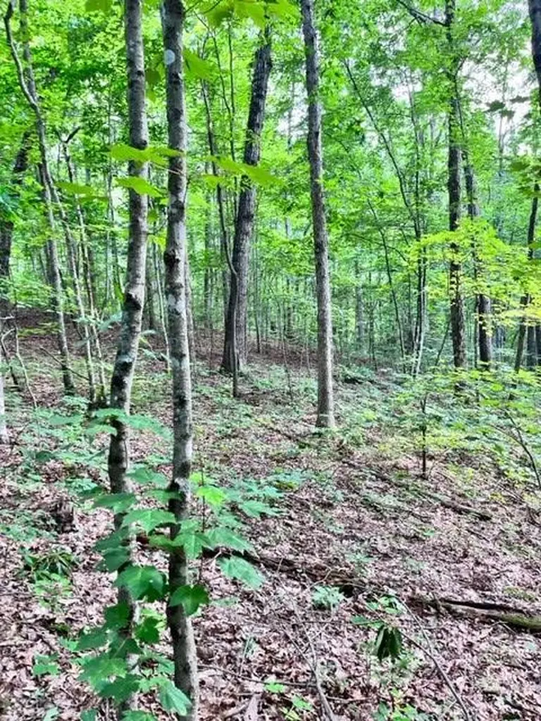Lot 340 Deep Branch Wilder TN 38589