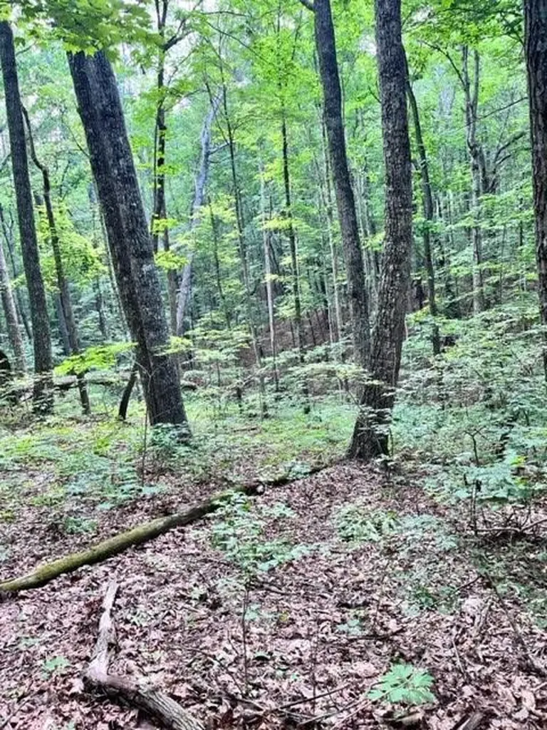 Lot 340 Deep Branch Wilder TN 38589