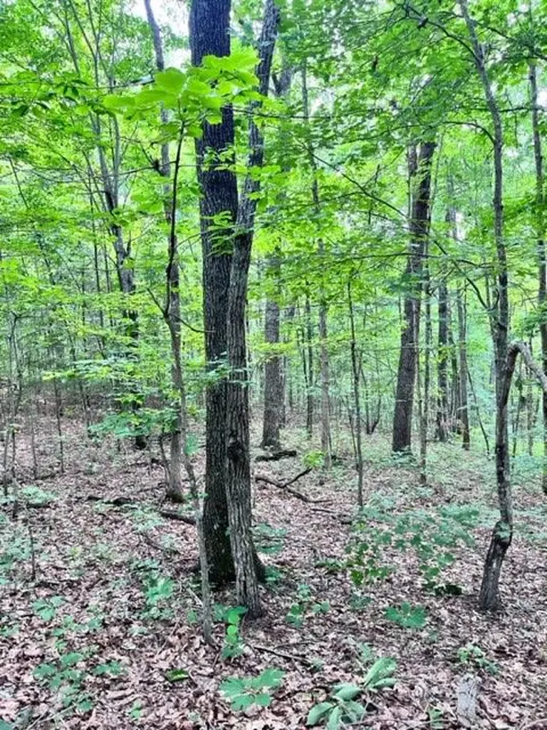 Lot 340 Deep Branch Wilder TN 38589