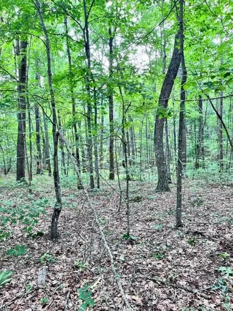 Lot 340 Deep Branch Wilder TN 38589