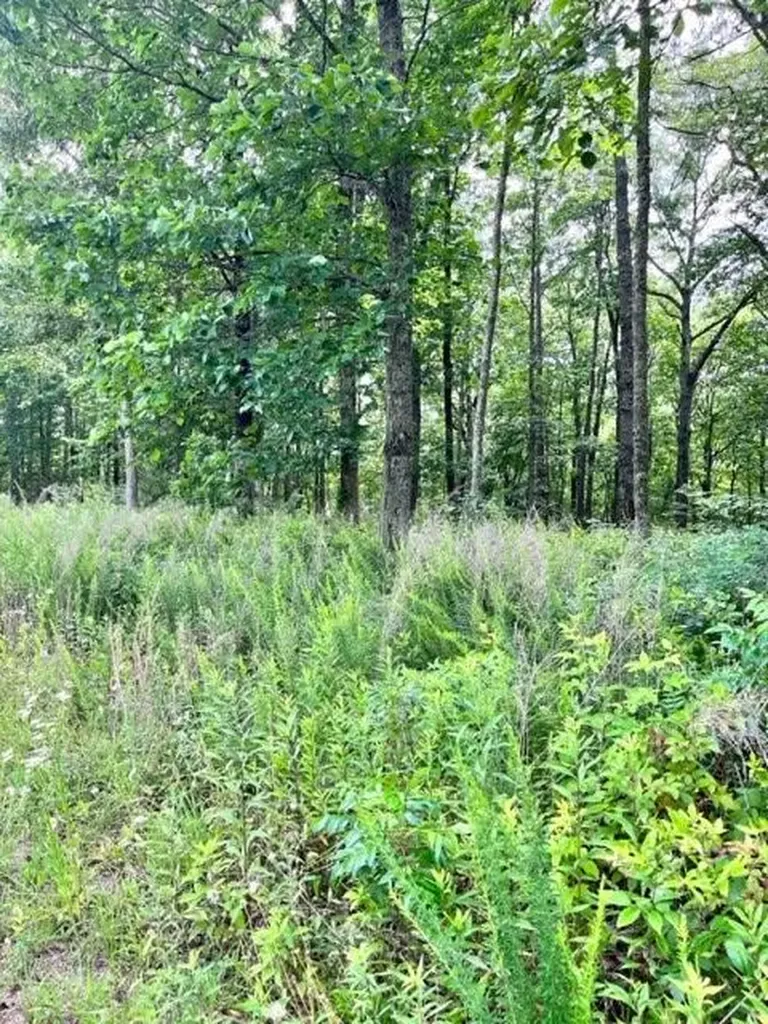 Lot 340 Deep Branch Wilder TN 38589