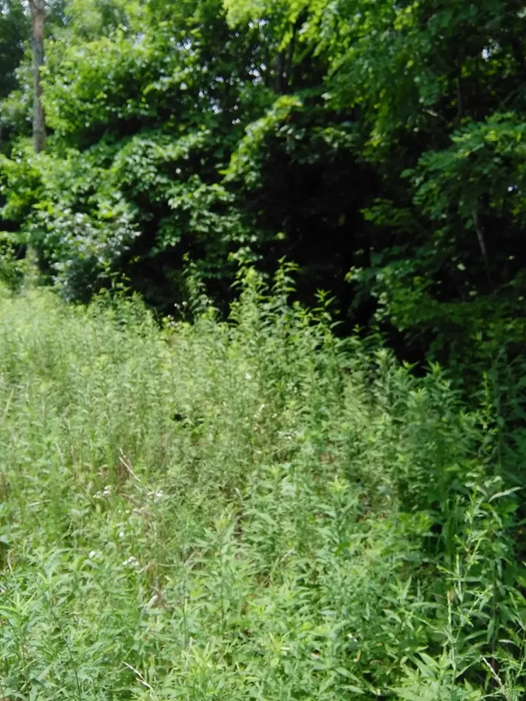 Lot 340 Deep Branch Wilder TN 38589