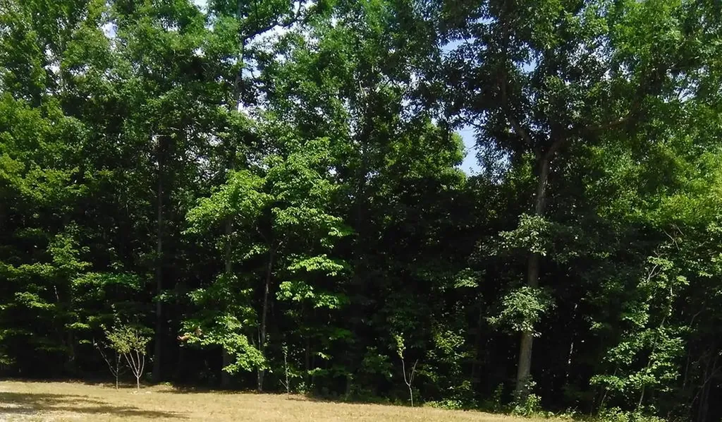 Lot 340 Deep Branch Wilder TN 38589