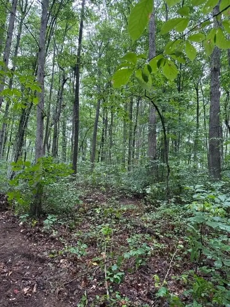 Lot 340 Deep Branch Wilder TN 38589