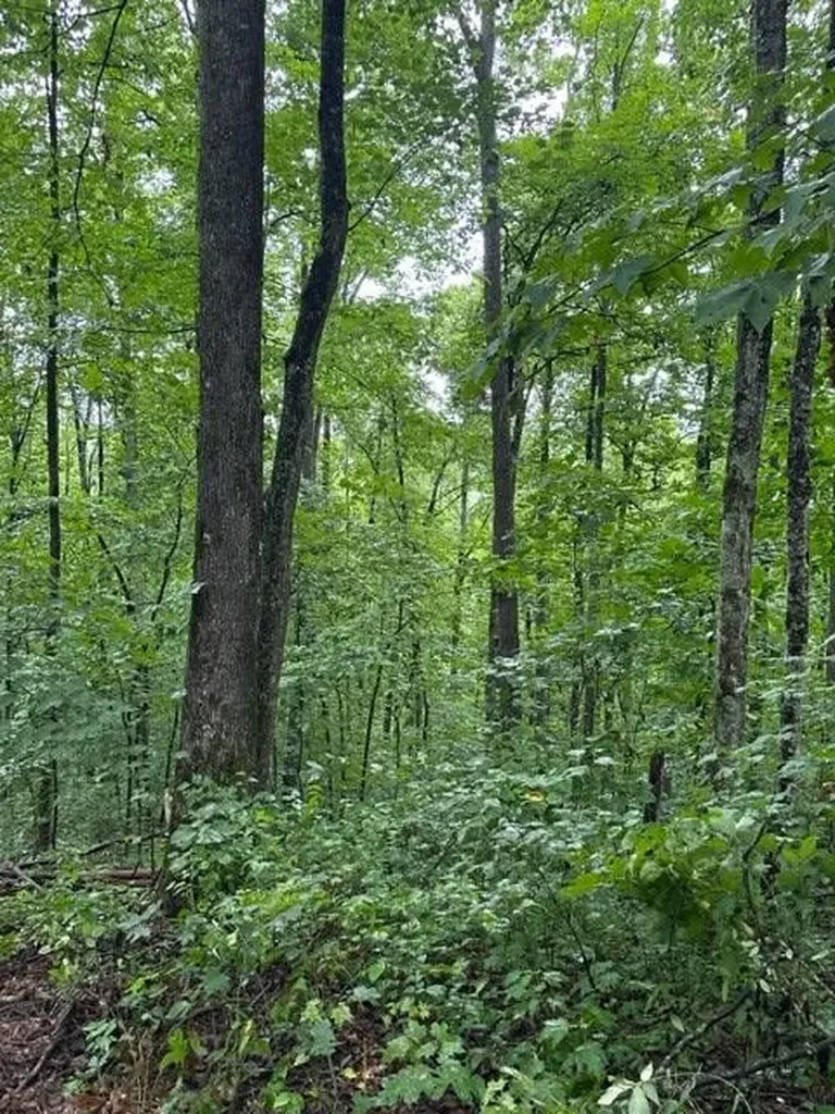Lot 340 Deep Branch Wilder TN 38589