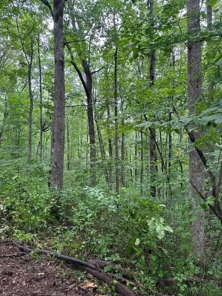 Lot 340 Deep Branch Wilder TN 38589