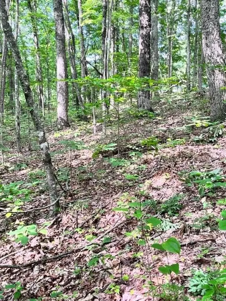 Lot 340 Deep Branch Wilder TN 38589
