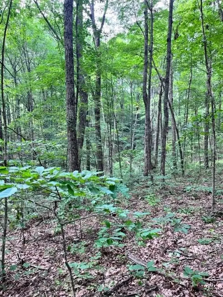 Lot 340 Deep Branch Wilder TN 38589