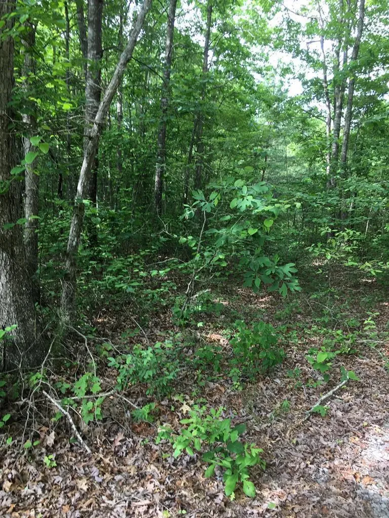 Lot 48 Buckeye Lane Wilder TN 38589
