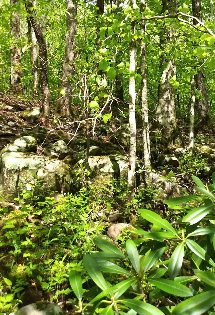 Lot 48 Buckeye Lane Wilder TN 38589