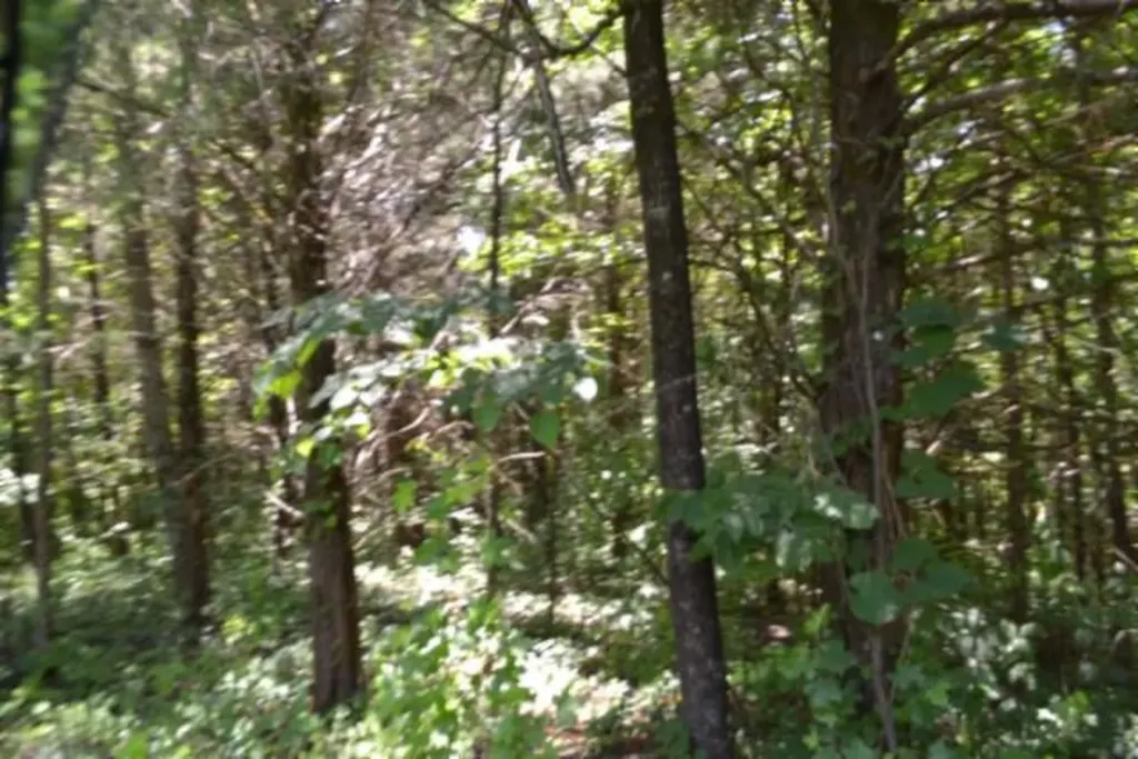23+/-AC Pea Ridge Fire Tower Road Celina TN 38551
