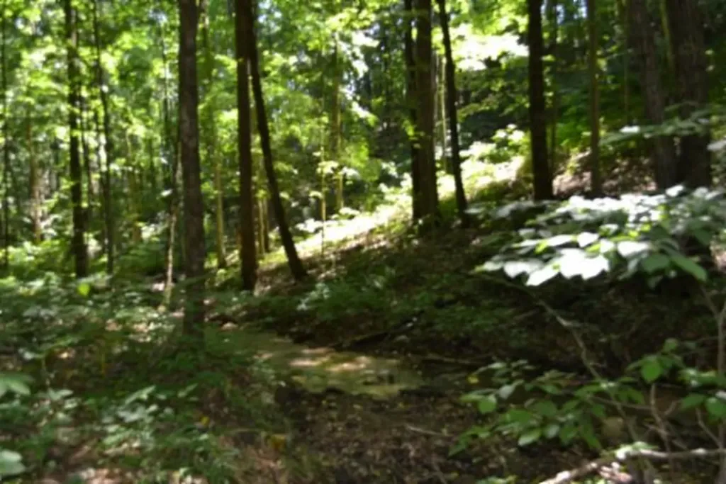 23+/-AC Pea Ridge Fire Tower Road Celina TN 38551
