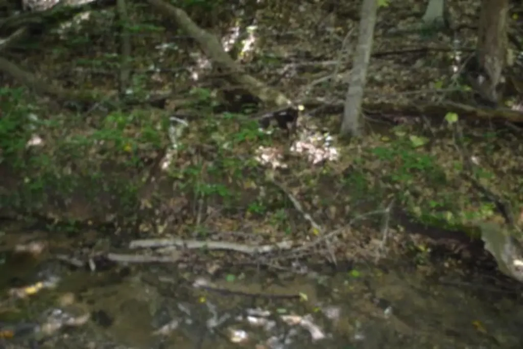 23+/-AC Pea Ridge Fire Tower Road Celina TN 38551