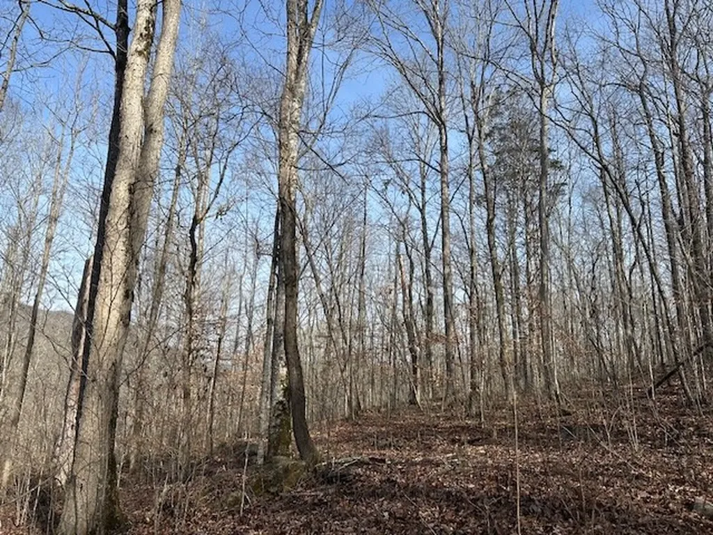 Lot 52 W Bobcat Lane Wilder TN 38589