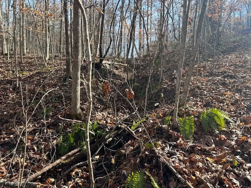 Lot 52 W Bobcat Lane Wilder TN 38589