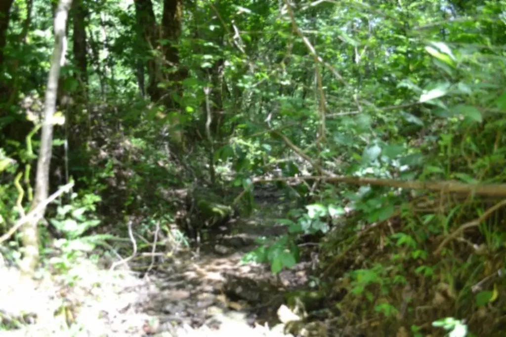 425 Baugh Hollow Road Gainesboro TN 38562