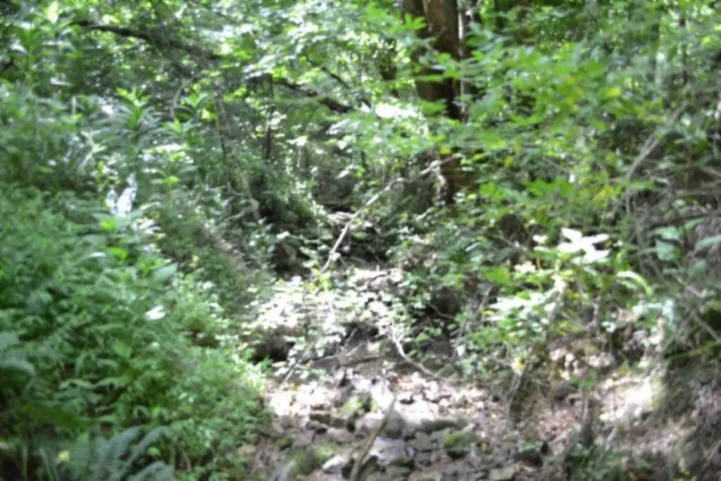 425 Baugh Hollow Road Gainesboro TN 38562