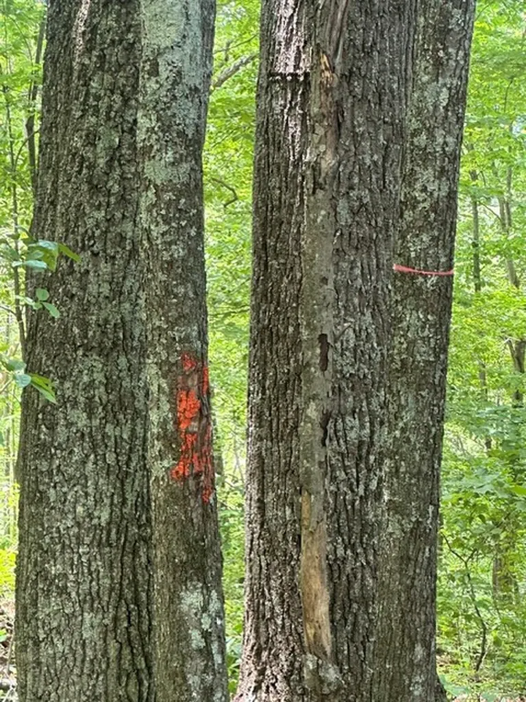 0 W Of Ward Fork Road Whitleyville TN 38588
