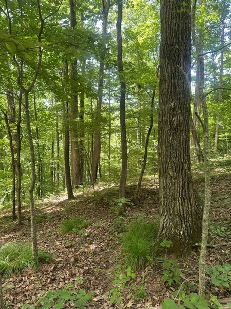 0 W Of Ward Fork Road Whitleyville TN 38588