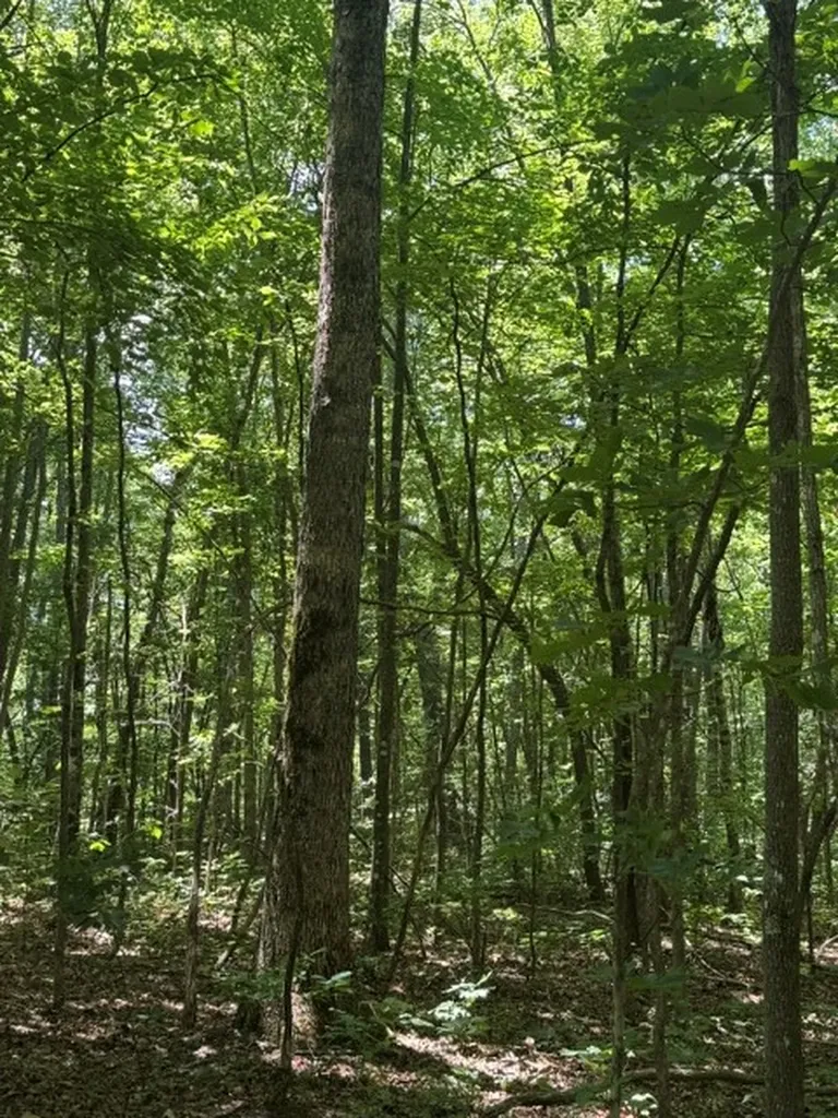 0 East Fork Lane Crawford TN 38554