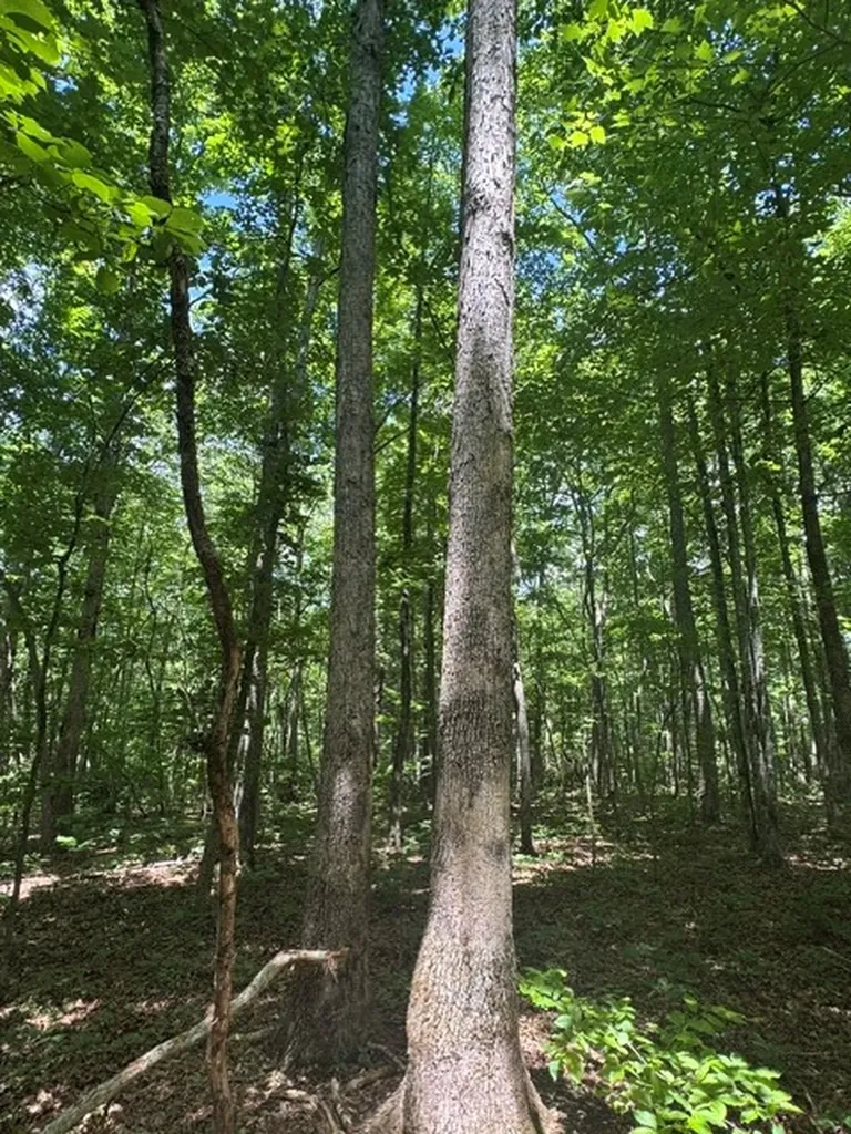 0 East Fork Lane Crawford TN 38554