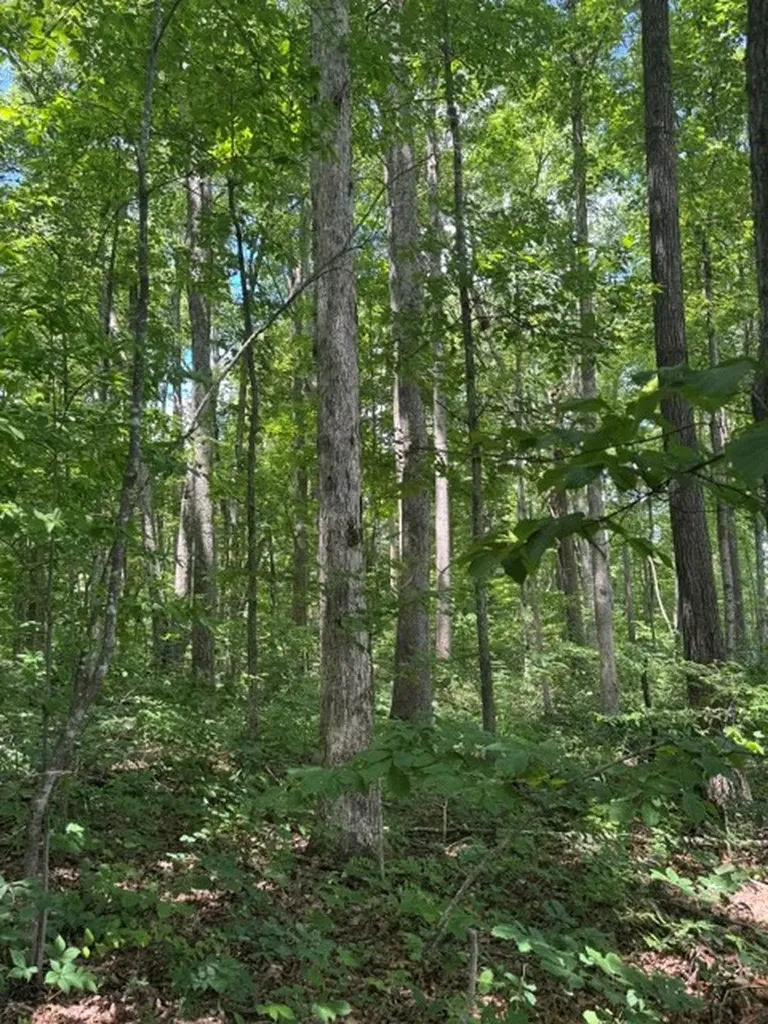 0 East Fork Lane Crawford TN 38554