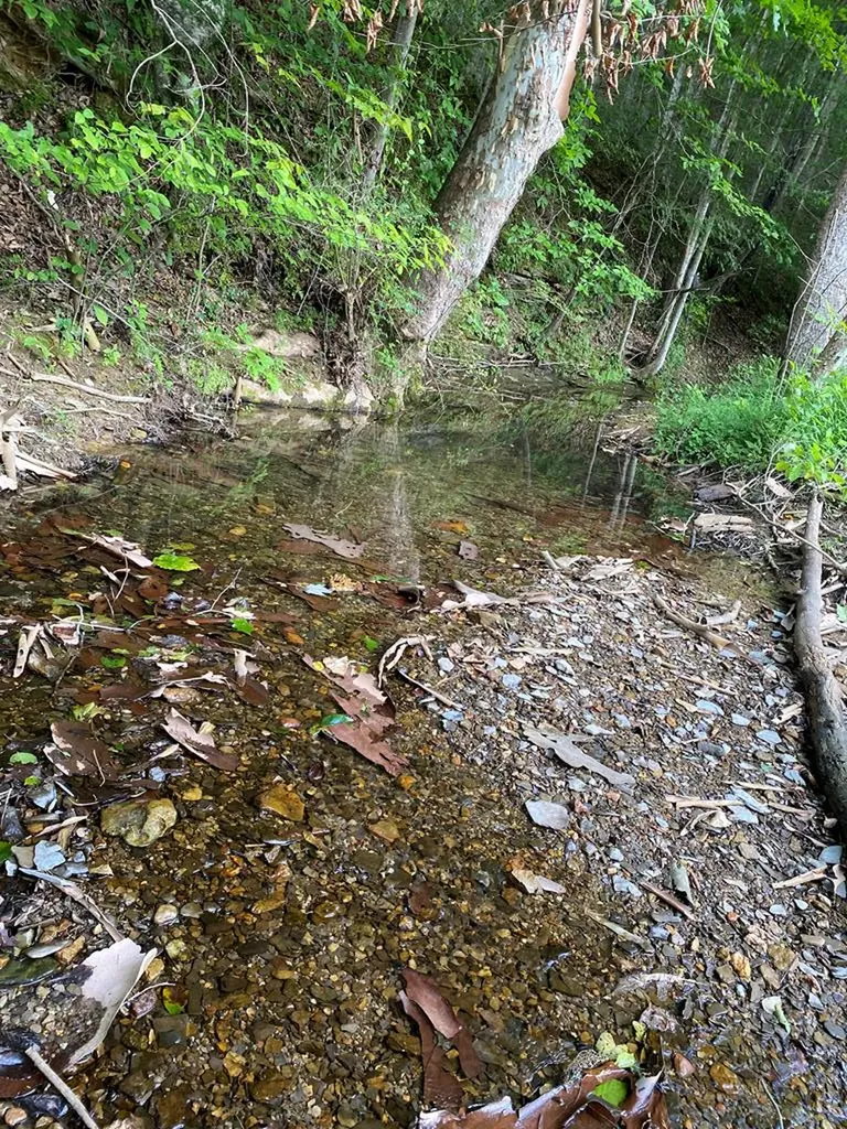 1639 Eucalyptus Drive Byrdstown TN 38549