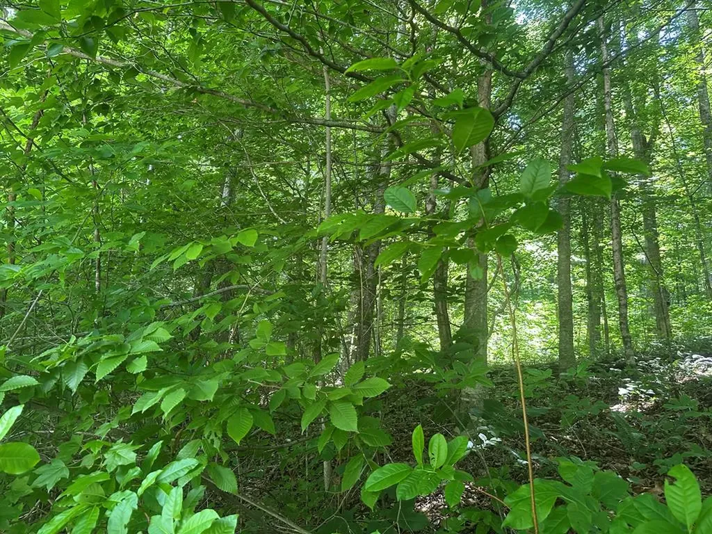 Lot 13 Lot 13 Apache Road Jamestown TN 38556