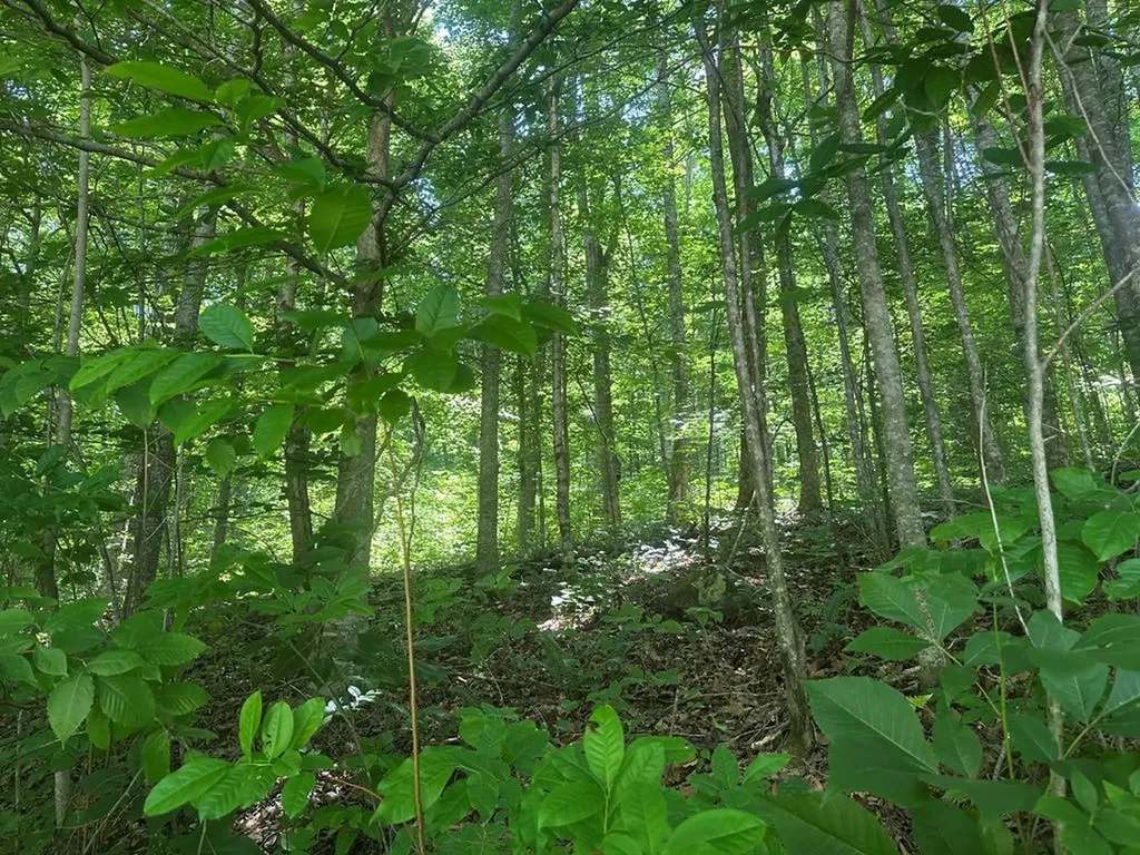 Lot 13 Lot 13 Apache Road Jamestown TN 38556