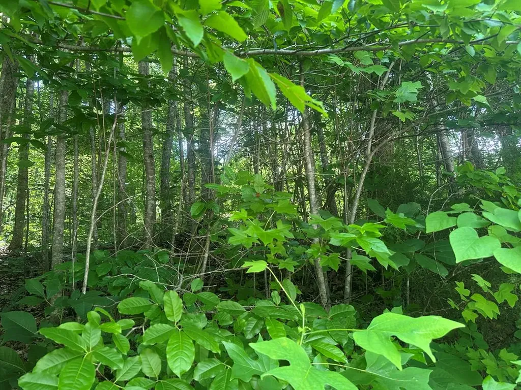 Lot 13 Lot 13 Apache Road Jamestown TN 38556