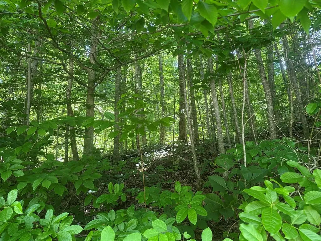Lot 13 Lot 13 Apache Road Jamestown TN 38556