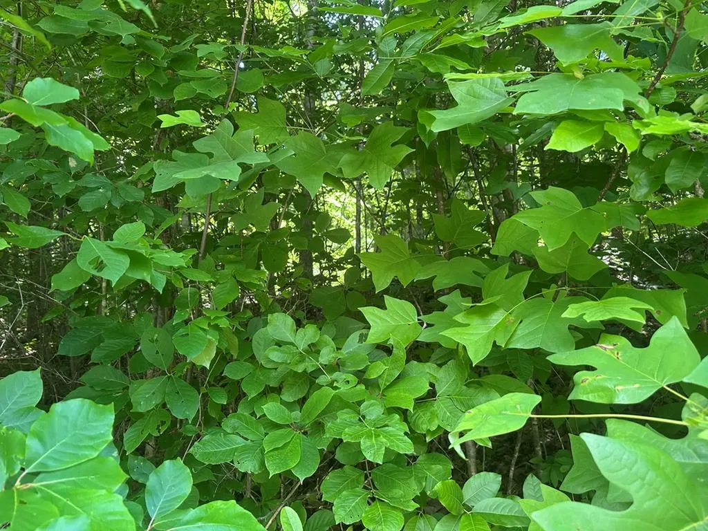 Lot 13 Lot 13 Apache Road Jamestown TN 38556