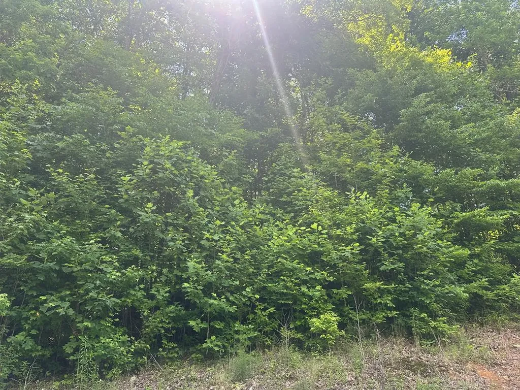 Lot 13 Lot 13 Apache Road Jamestown TN 38556