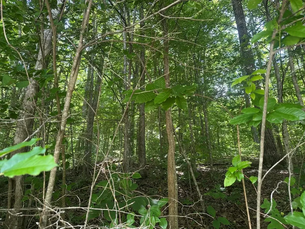 Lot 13 Lot 13 Apache Road Jamestown TN 38556