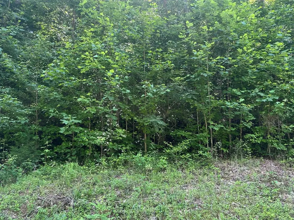 Lot 13 Lot 13 Apache Road Jamestown TN 38556