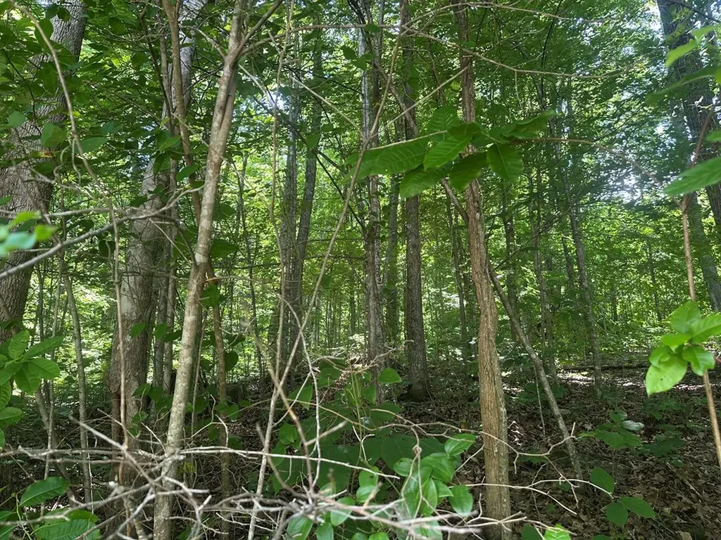 Lot 13 Lot 13 Apache Road Jamestown TN 38556