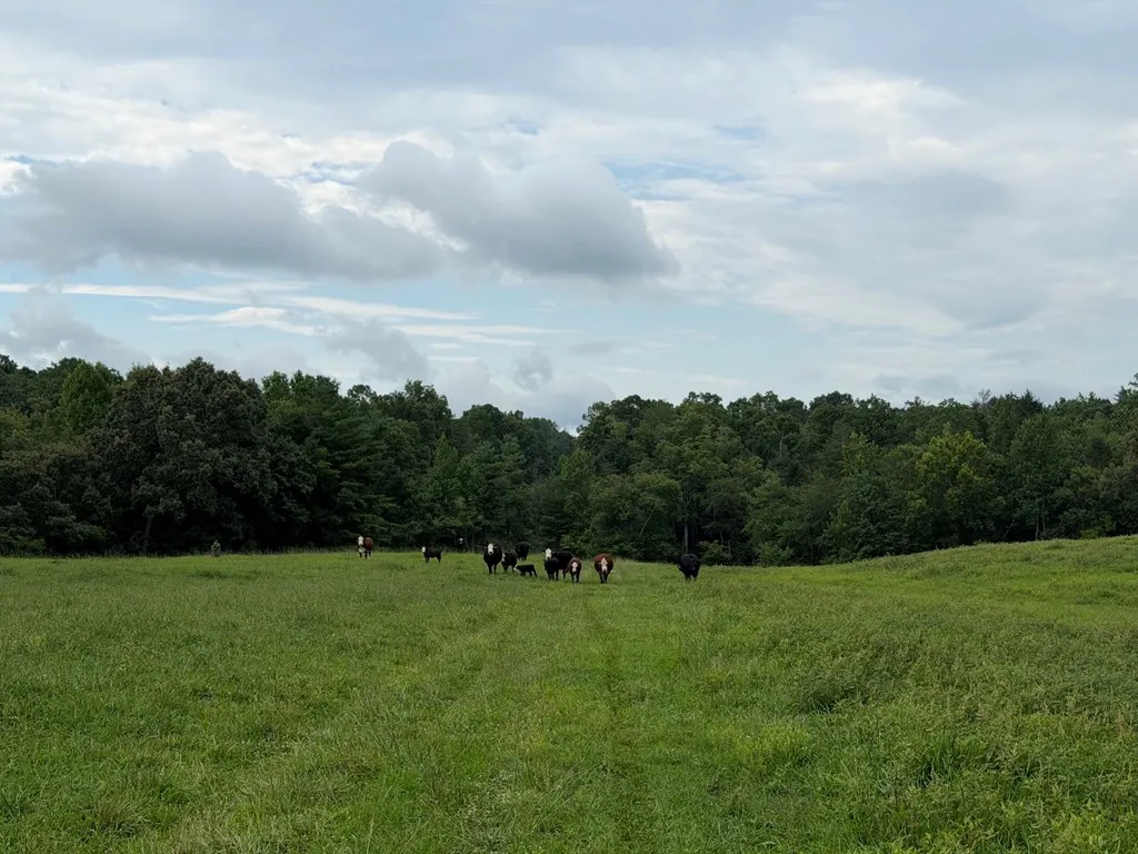 1041 Walt Reed Road Grandview TN 37337