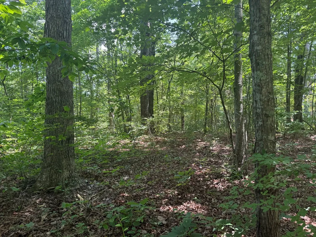 13.1 Ac Wilder Highway Wilder TN 38589