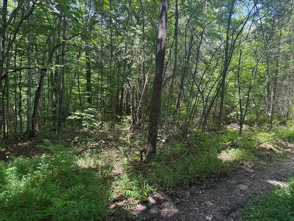 13.1 Ac Wilder Highway Wilder TN 38589