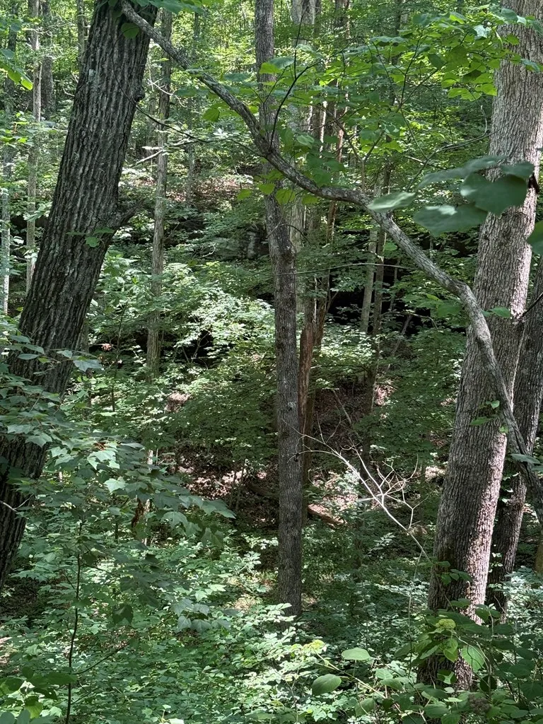 13.1 Ac Wilder Highway Wilder TN 38589