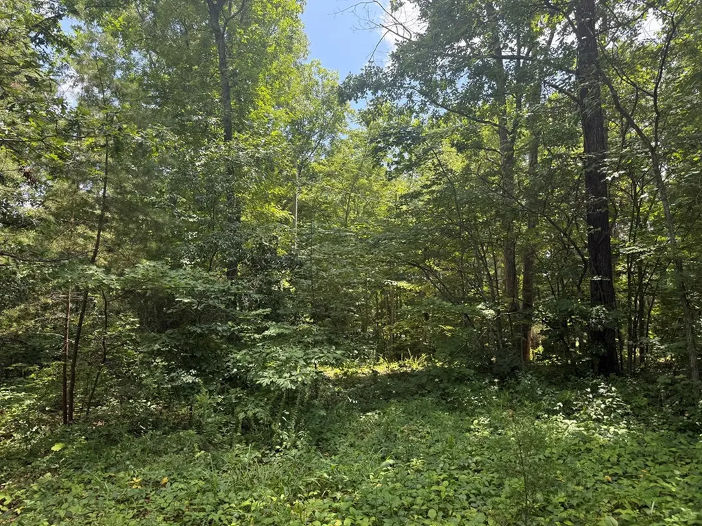13.1 Ac Wilder Highway Wilder TN 38589